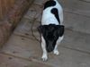 Jack-Russell-Terrier Foto: Mein HUnd Buddy (ID 15789) Jack-Russell-Terrier Hund
