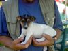 Jack-Russell-Terrier Hund