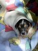Jack-Russell-Terrier Foto: Balu mit 22 Tagen (ID 3573) Jack-Russell-Terrier Hund