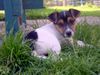 Jack-Russell-Terrier Hund