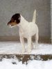 Jack-Russell-Terrier Foto: Noble Knights Ban Blair (ID 28749) Jack-Russell-Terrier Hund