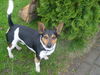 Jack-Russell-Terrier Foto: hier kommt batman, (ID 34294) Jack-Russell-Terrier Hund