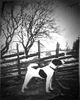 Jack-Russell-Terrier Foto: Noble Knight's Battle Axe (ID 17441) Jack-Russell-Terrier Hund