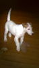 Jack-Russell-Terrier Foto: my little beloved Noble Knights Baxter (ID 27258) Jack-Russell-Terrier Hund