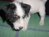 Jack-Russell-Terrier Hund