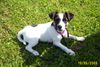 Jack-Russell-Terrier Foto: Unsere Bessie!!!! (ID 32238) Jack-Russell-Terrier Hund