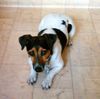 Jack-Russell-Terrier Foto: biene das beste was uns je passiert ist !!!! (ID 12578) Jack-Russell-Terrier Hund