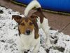 Jack-Russell-Terrier Foto: Das ist Jacky er ist 4 Jahr alt ,Er ist immer nur laufen und toben. (ID 19108) Jack-Russell-Terrier Hund