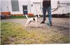 Jack-Russell-Terrier Foto: Little Trouble's Brad Young Terrier Champ. (ID 17444) Jack-Russell-Terrier Hund
