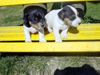 Jack-Russell-Terrier Hund