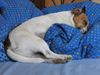 Jack-Russell-Terrier Foto: BUNNY (ID 30708) Jack-Russell-Terrier Hund