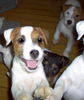Jack-Russell-Terrier Foto: little Chamberlain (ID 27260) Jack-Russell-Terrier Hund