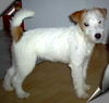 Jack-Russell-Terrier Foto: Noble Knights Champagne (ID 28757) Jack-Russell-Terrier Hund