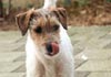 Jack-Russell-Terrier Foto (ID 151) Jack-Russell-Terrier Hund