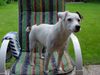 Jack-Russell-Terrier Foto: Chico wartet (ID 19620) Jack-Russell-Terrier Hund