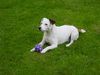 Jack-Russell-Terrier Foto: Chico mit Balli (ID 19619) Jack-Russell-Terrier Hund