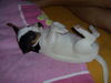Jack-Russell-Terrier Foto: Jippi ! Endlich ist sie bei uns :-))) ! Cocki mit 8 Wo. (ID 33053) Jack-Russell-Terrier Hund