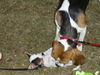 Jack-Russell-Terrier Foto: Cocki mit ihrer neuen Freundin Gina ;-) ! (ID 33055) Jack-Russell-Terrier Hund