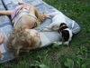 Jack-Russell-Terrier Foto: Unsere Baby's ;-) beim Nickerchen im Garten !!! (ID 33117) Jack-Russell-Terrier Hund