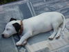 Jack-Russell-Terrier Foto: Unsere Cocki mit 9 Wo. ... und wiedermal beim schlafen ... (ID 33225) Jack-Russell-Terrier Hund