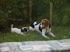 Jack-Russell-Terrier Foto: Cocki und Gina verstehen sich schon blendent !!! (ID 33116) Jack-Russell-Terrier Hund