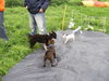 Jack-Russell-Terrier Foto: Unsere Cocki auf dem Hundeplatz mit zwei anderen Welpen (ID 34118) Jack-Russell-Terrier Hund