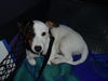 Jack-Russell-Terrier Foto: Da lag Cocki brav im Fußraum,jetzt hat sie aber ne gemüdliche Box im Kofferraum ;-) (ID 34116) Jack-Russell-Terrier Hund