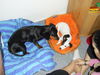 Jack-Russell-Terrier Foto: Cocki's neue Freundin Emilie, eine süße Dackel-Dame (ID 34117) Jack-Russell-Terrier Hund