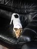 Jack-Russell-Terrier Foto: Unsere Conny (ID 7489) Jack-Russell-Terrier Hund
