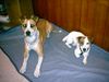 Jack-Russell-Terrier Foto: dana und drops sweet!!! (ID 16308) Jack-Russell-Terrier Hund