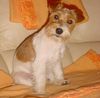 Jack-Russell-Terrier Foto: Jack Russell Terrier Hündin (ID 9371) Jack-Russell-Terrier Hund