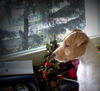 Jack-Russell-Terrier Foto: my little Noble Knights Diamond (ID 27256) Jack-Russell-Terrier Hund