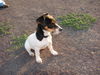 Jack-Russell-Terrier Foto: linus die kleine laus (ID 33416) Jack-Russell-Terrier Hund