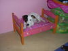 Jack-Russell-Terrier Foto: Cocki hat sich das Puppenbettchen unserer Tochter ausgeborgt (mit 4 Monaten).Sie ist soooo süß ;-) !!! (ID 34384) Jack-Russell-Terrier Hund