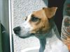 Jack-Russell-Terrier Foto: Jack Russell Hündin (ID 20101) Jack-Russell-Terrier Hund