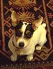 Jack-Russell-Terrier Foto: Emelie am Parkett (ID 10307) Jack-Russell-Terrier Hund