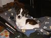 Jack-Russell-Terrier Foto: Fee im Maxi-Cosi (ID 36296) Jack-Russell-Terrier Hund