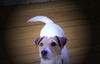 Jack-Russell-Terrier Foto: Fortuna (ID 27257) Jack-Russell-Terrier Hund