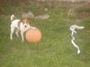 Jack-Russell-Terrier Foto: basket (ID 40114) Jack-Russell-Terrier Hund