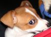 Jack-Russell-Terrier Foto: Hallo ich bin die Gora!!! Was guckst Du??? (ID 16946) Jack-Russell-Terrier Hund