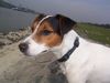 Jack-Russell-Terrier Foto: am Rhein (ID 25072) Jack-Russell-Terrier Hund