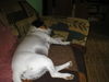 Jack-Russell-Terrier Foto: I am tired (ID 33179) Jack-Russell-Terrier Hund