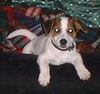 Jack-Russell-Terrier Foto: Hallohoooo (ID 17194) Jack-Russell-Terrier Hund