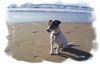 Jack-Russell-Terrier Foto: Filou am strand (ID 20637) Jack-Russell-Terrier Hund