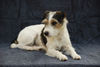 Jack-Russell-Terrier Foto: Dinka (ID 41730) Jack-Russell-Terrier Hund