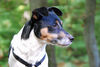 Jack-Russell-Terrier Foto: Ediz (ID 41731) Jack-Russell-Terrier Hund
