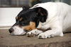 Jack-Russell-Terrier Foto: Ediz genießt die Sonne (ID 39783) Jack-Russell-Terrier Hund
