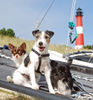 Jack-Russell-Terrier Foto: Dinka auf Sylt (ID 39944) Jack-Russell-Terrier Hund