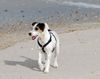 Jack-Russell-Terrier Foto: Dinka auf Sylt (ID 39945) Jack-Russell-Terrier Hund