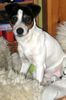 Jack-Russell-Terrier Foto: Das ist Max (ID 20018) Jack-Russell-Terrier Hund